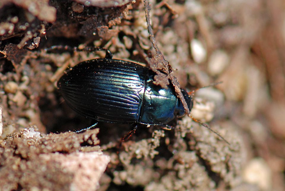 Da identificare: Amara ovata